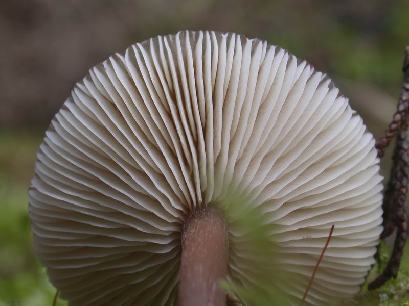 Escursione in cipresseta